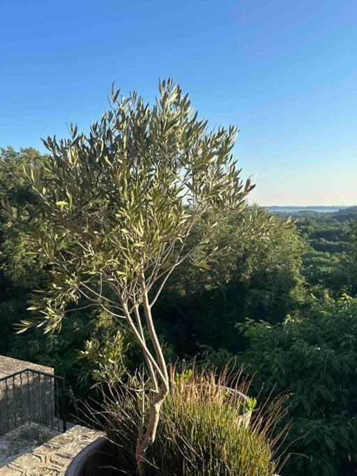 Sous Le « Figuier » Villa Cornillon-Confoux ภายนอก รูปภาพ